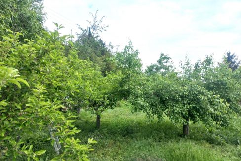 image_216398_10.jpg